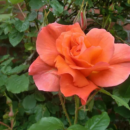 Kastanienhof Kalleby